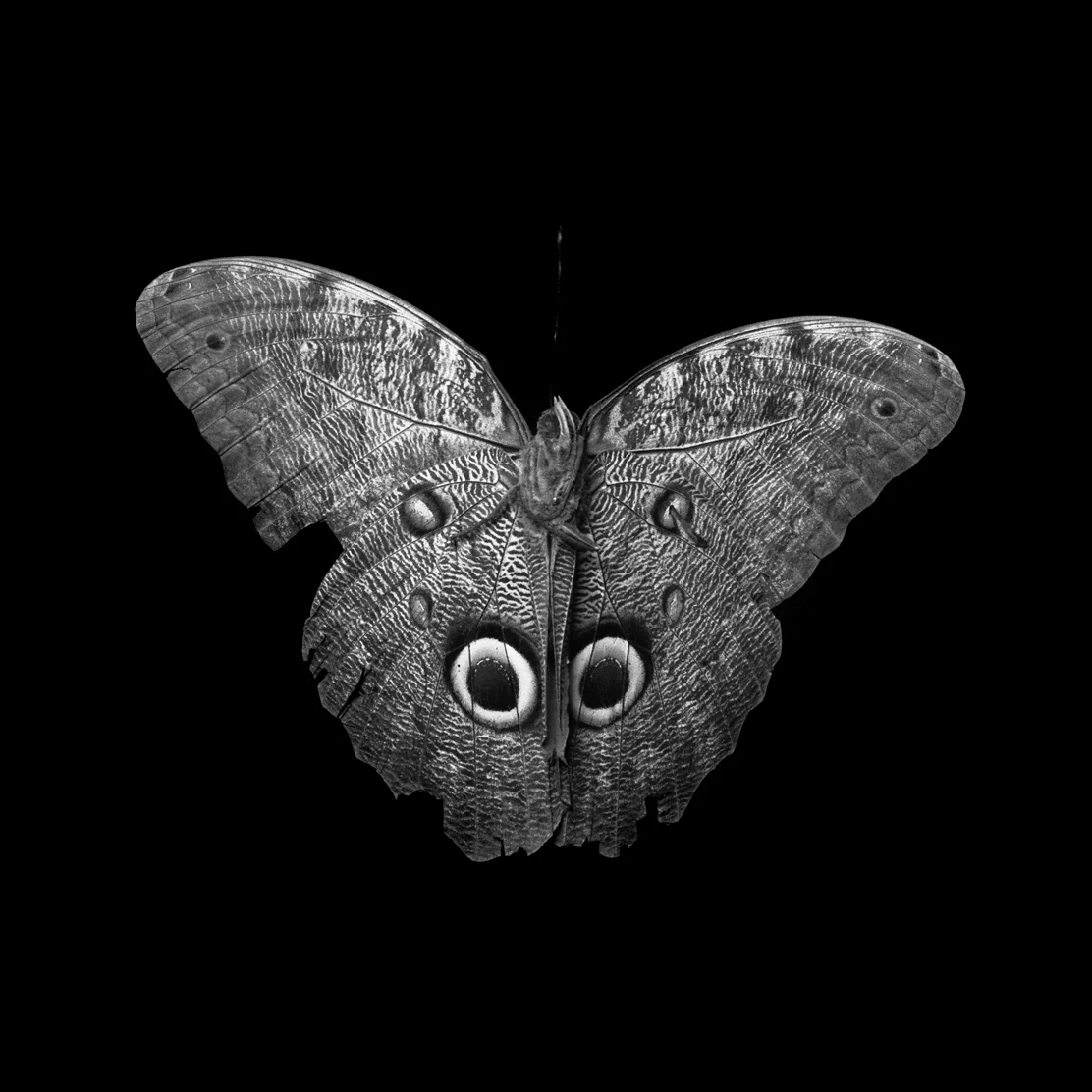 owl butterfly277.jpg