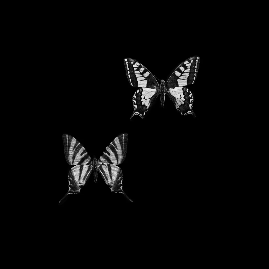 double swallowtail273.jpg