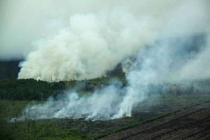 palm-oil-climatechange4.jpg