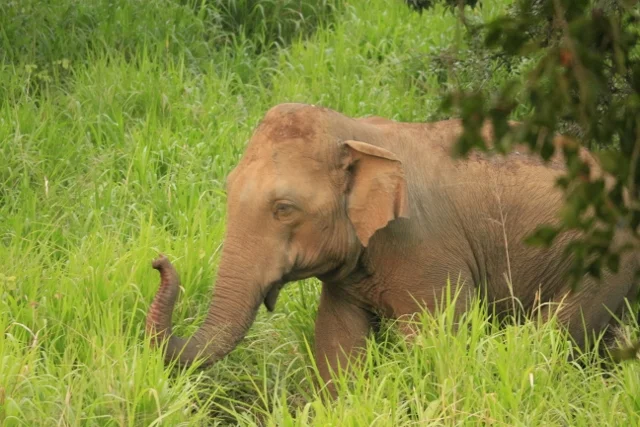 A bull elephant near Weheragala Corridor, testing the air before he emerges fully from the forest. He caught the scent of a passing cyclist and retreated back into the forest