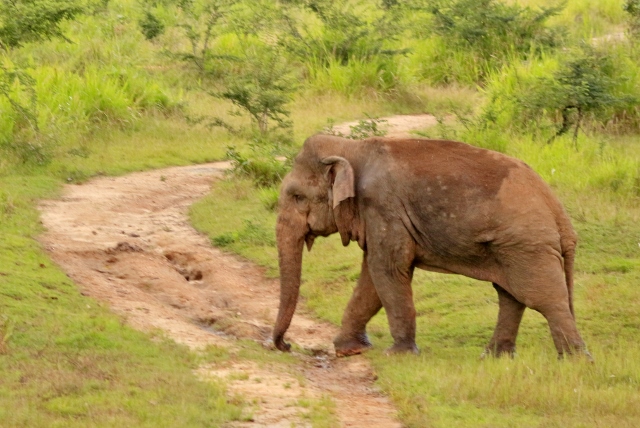 This battle-scarred old bull (sure signs he is a crop-raider) was undeterred by our presence, or that of a farmer chasing after him and lighting a huge fire cracker. This shows both how difficult it can be to scare away elephants, but also the mounting frustrations of the community as there was no visibly apparent reason in this situation to be trying to scare the bull. 