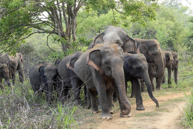 An elephant family disturbed by a vehicle approaching too quickly and too close, and walking directly towards the car