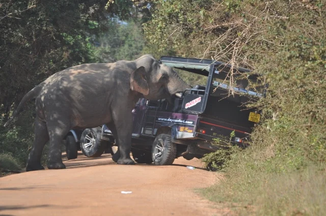  Guides and tourists have encouraged this bull to approach cars for treats. Surrounding by multiple cars, he buries his trunk into the back of jeeps searching for food. Many safari guides and drivers encourage this behavior to give their tourists a unique experience. This is extremely dangerous as the bull will not leave until he receives food now and ambushes cars. Note the front left tyre of the car lifted up, as the bull uses his head and tusks to push on the car until he is satisfied with his treats. Photo by Lauren E. Ross