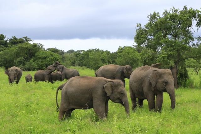 A family of elephants interacting in Wasgamuwa NP. It was a real privilege to watch this family of elephants doing what they do best - just being elephants in the wild.