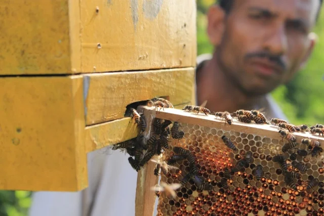 Teaching farmers how to transfer bees into the hives on their fences