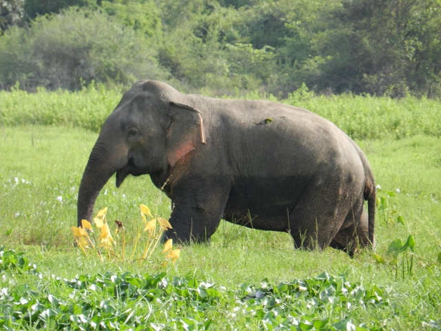 A bull elephant observed in Wasgamuwa National Park. The lumps evident on his side commonly occur as a result of gunshot or other wounds inflicted by farmers trying to defend their crops.