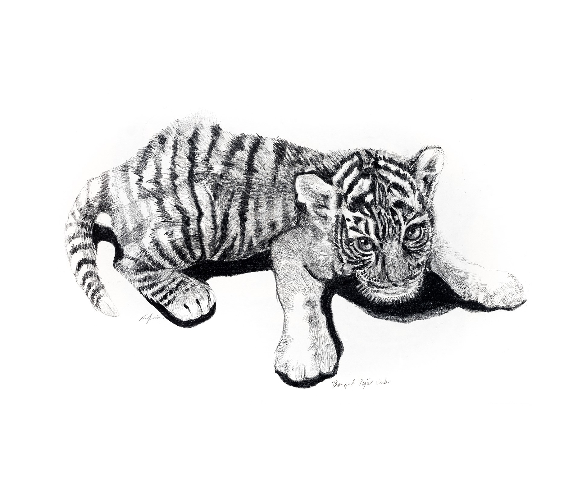 Tiger Print 5