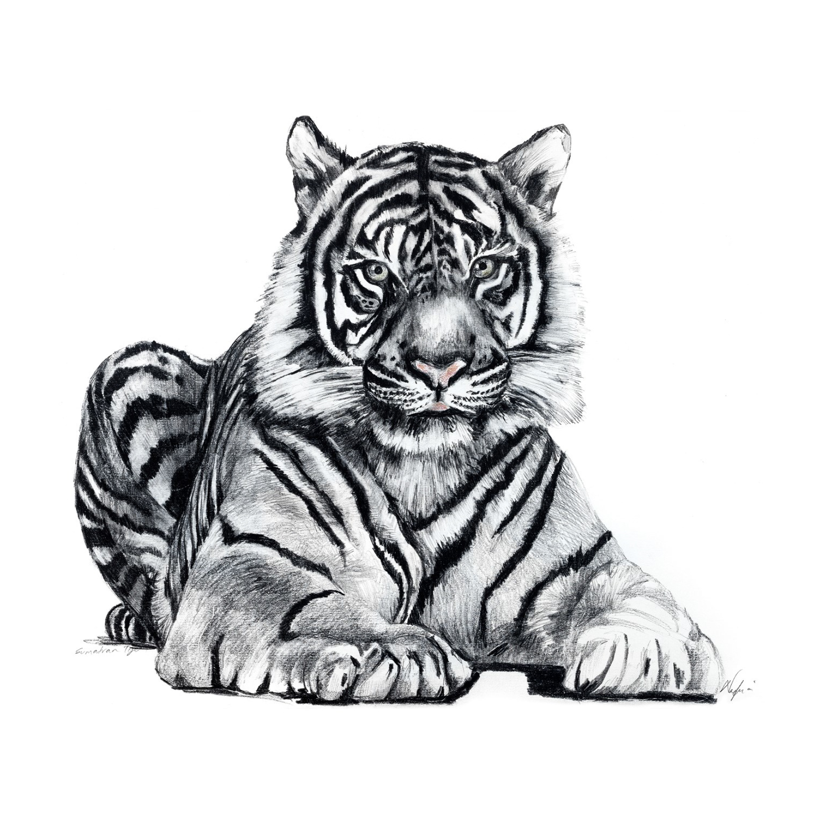 Tiger Print 4