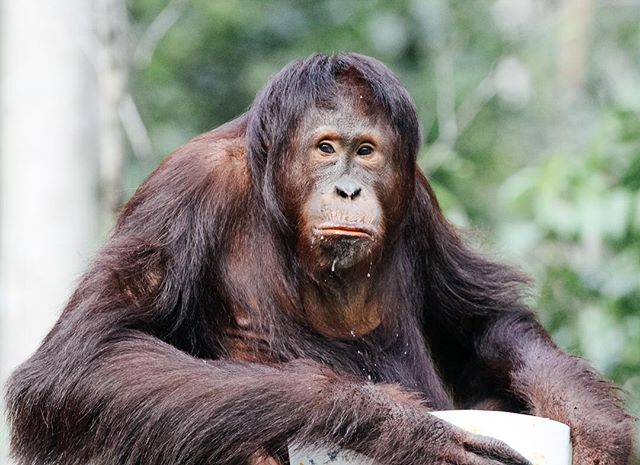 We love orangutans!!! 🧡 Photo by AW team member @sarahzahraphoto 😍