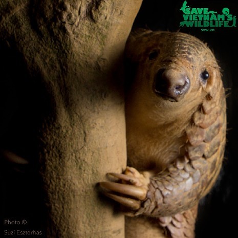 Last month @animalworksinternational hosted a fundraising dinner for the critically endangered pangolin.
.
It&rsquo;s a lot of work hosting a charity fundraiser. All the phone calls and visits you have to make to businesses asking them to donate some