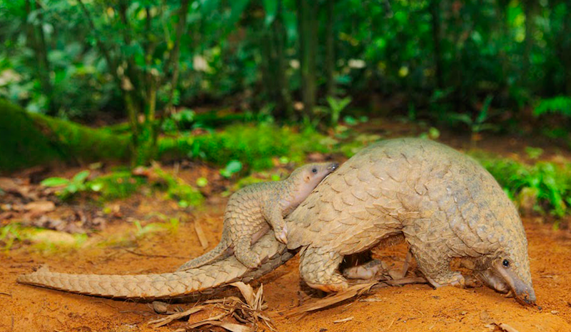 pangolin.png