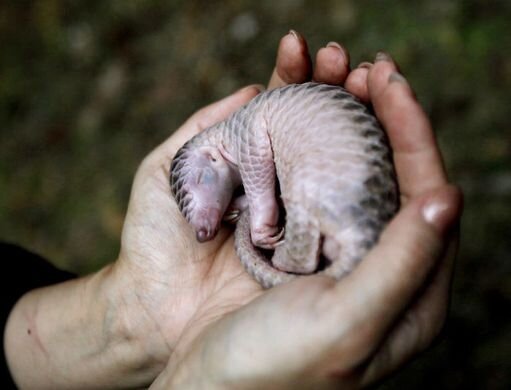 pangolin2.jpg