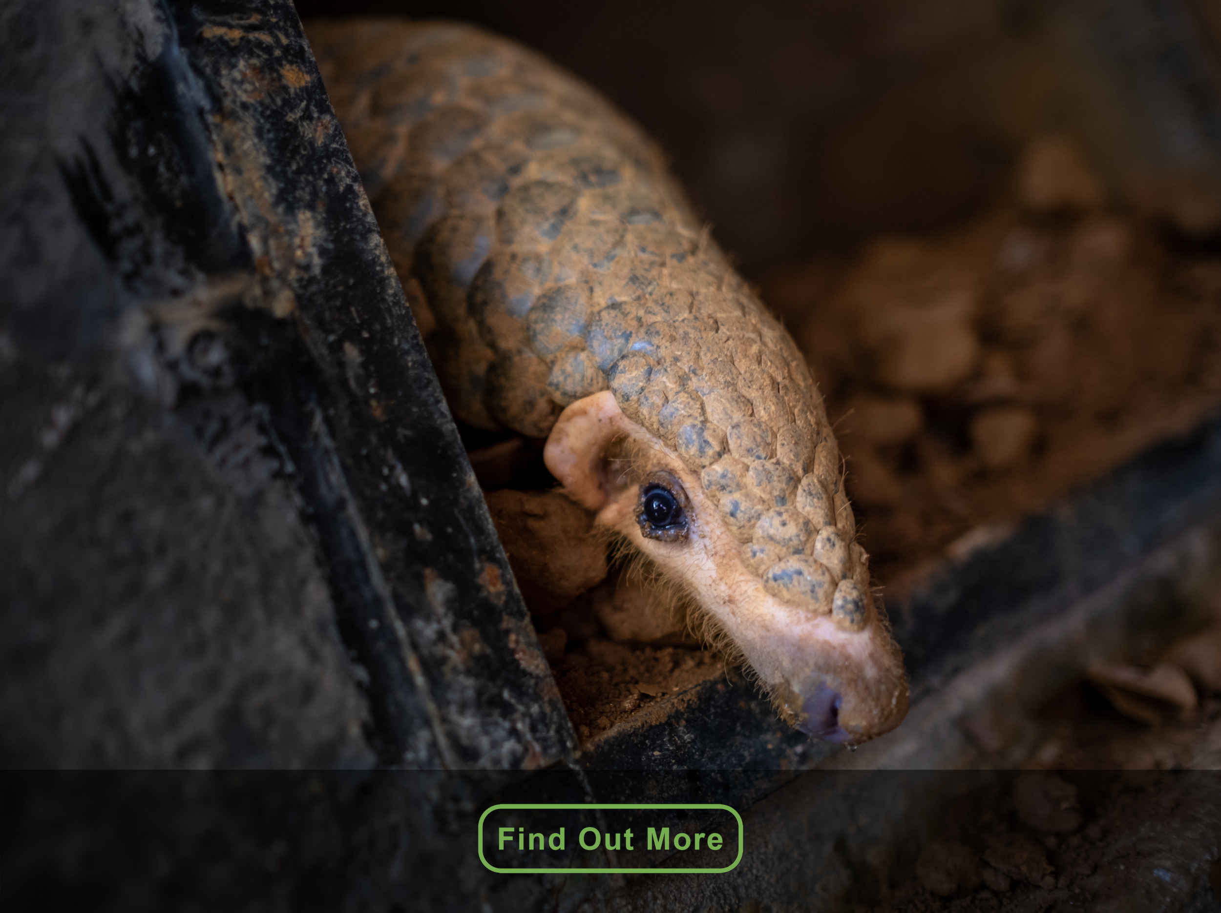 chinese-pangolin3-thumbnail.png