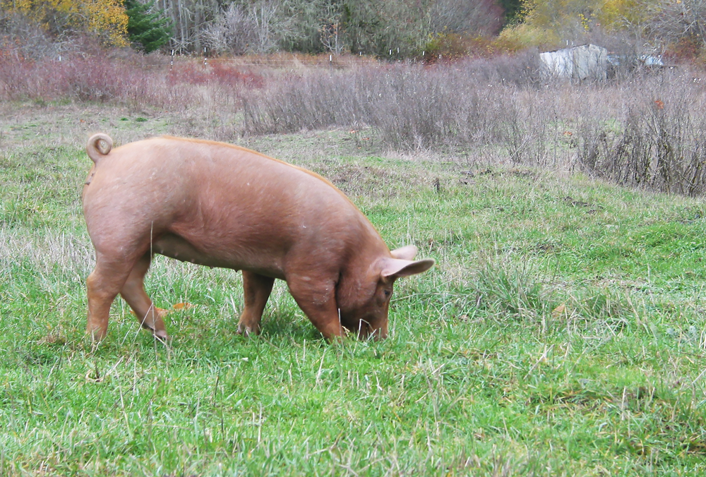 Wild-Edge-Farm_image_pig.png