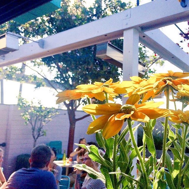 Sunny Spot weather report: 72 degrees and sunny ☀️ Clear skies and a happy patio 🌼 #sunnyspotvenice #lunchtime
