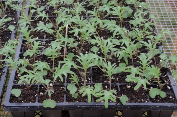 Toddler Red Russian Kale
