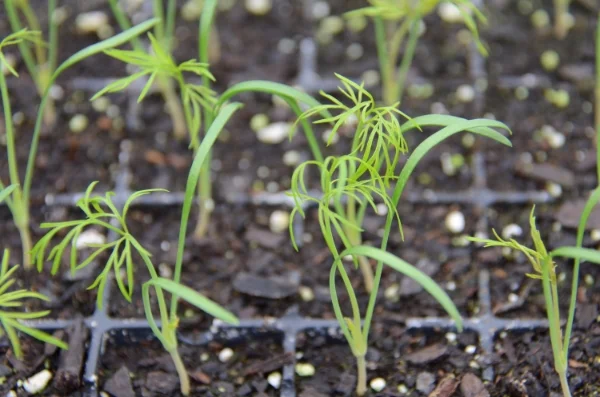 fennel