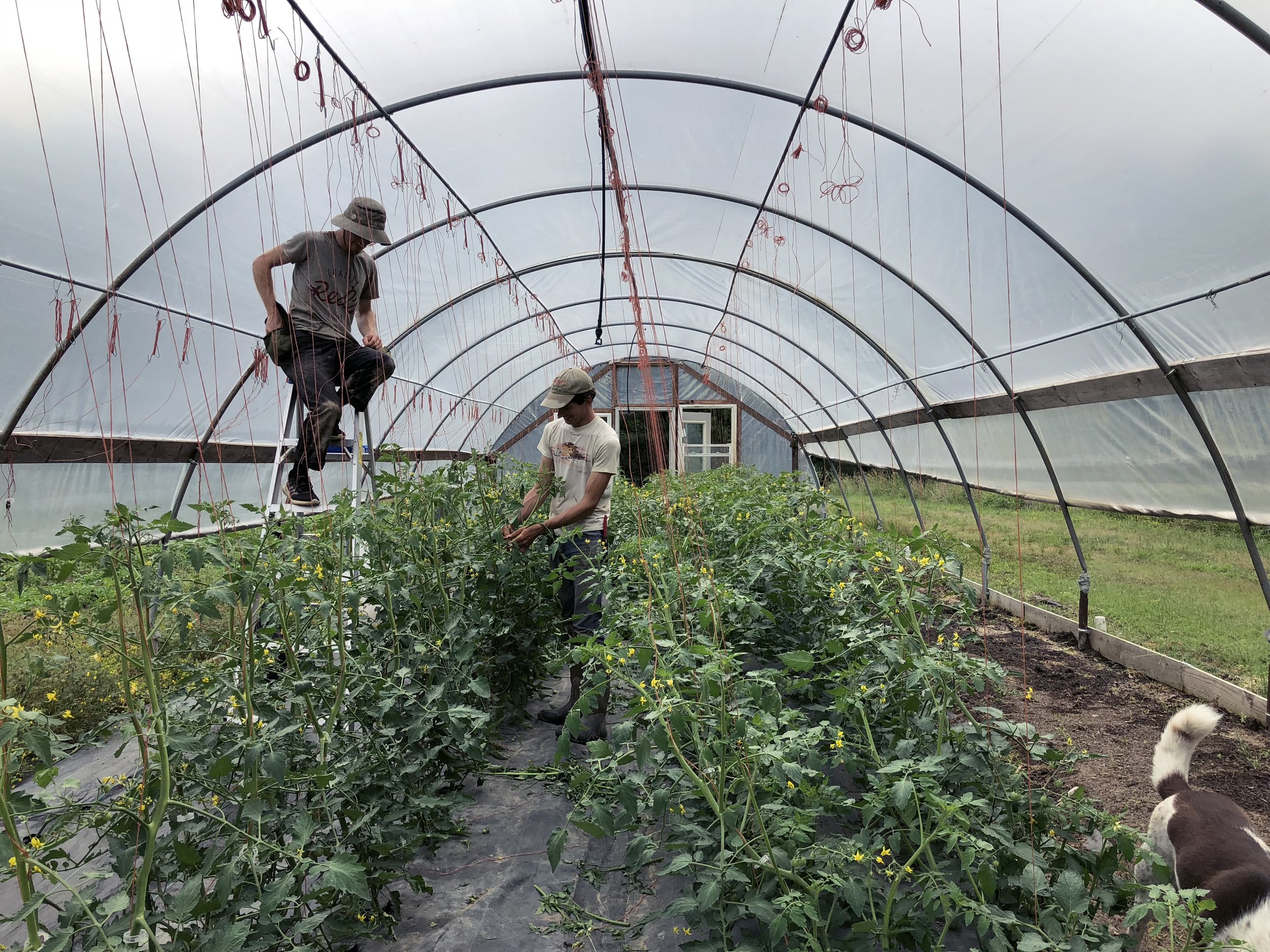 Tomato Hoophouse.jpg