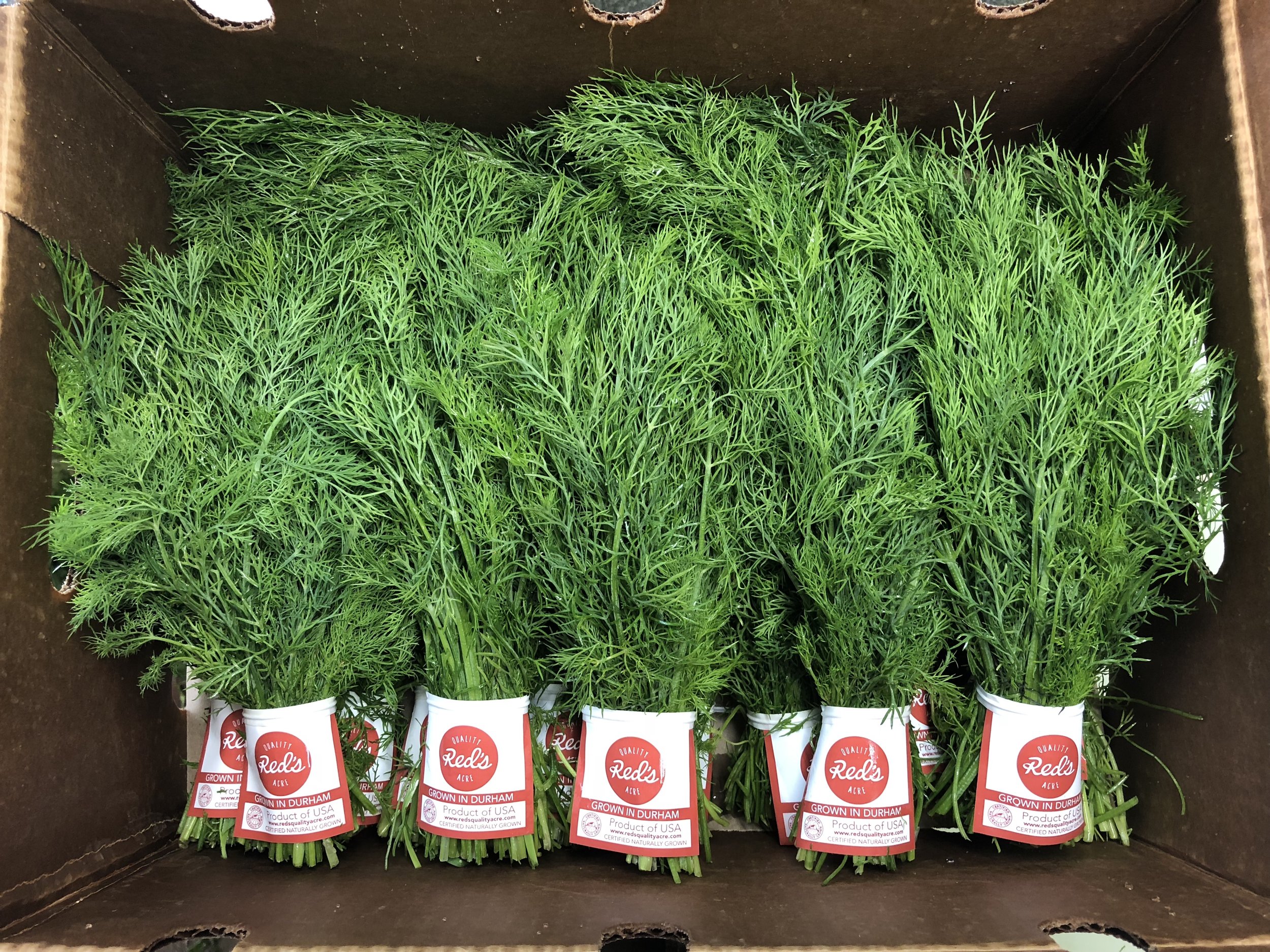 Dill bunch.jpg