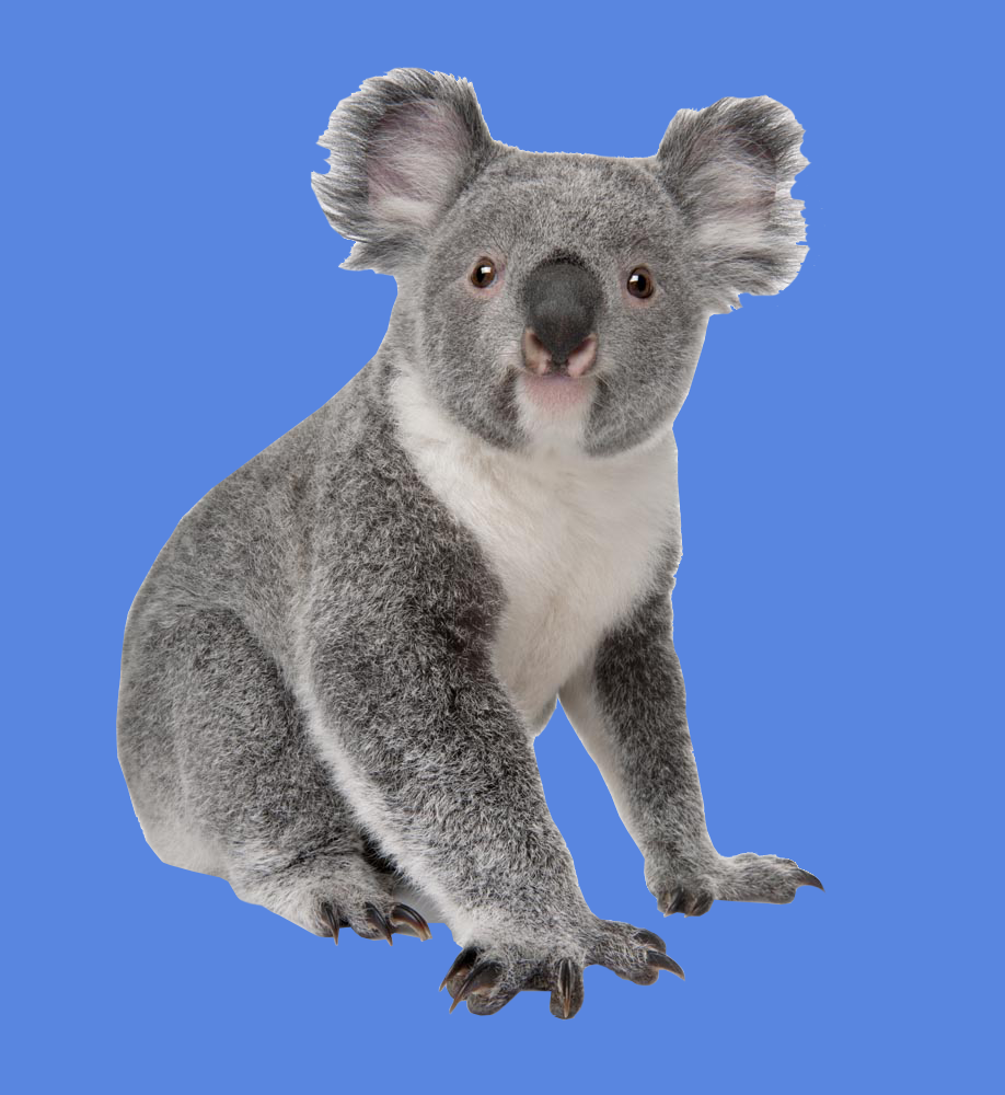 koala.png