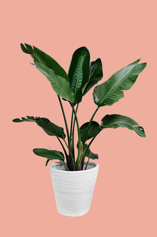 hiclipart.com (1) copy.png