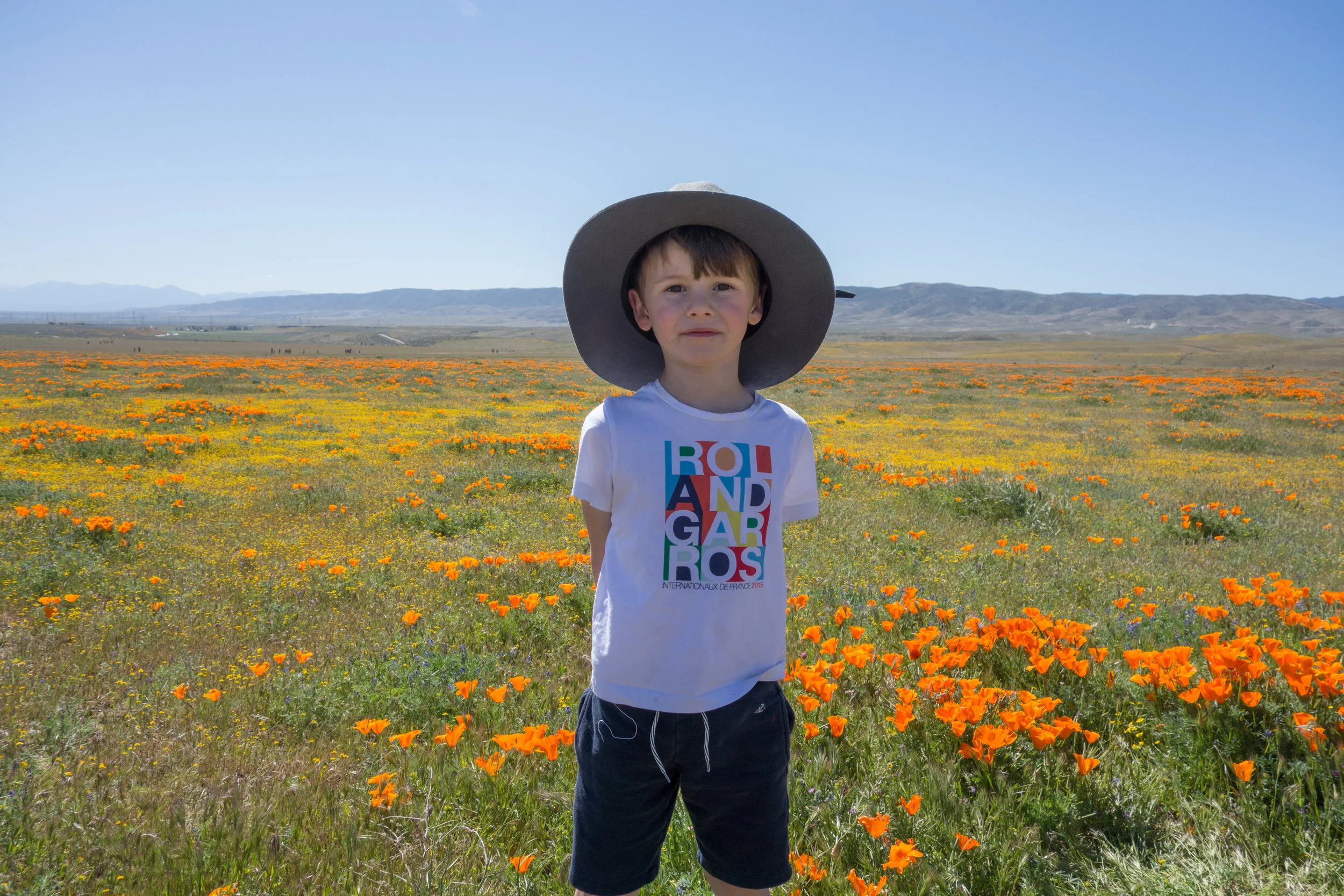 Dries in Antelope Valley Poppy Fields