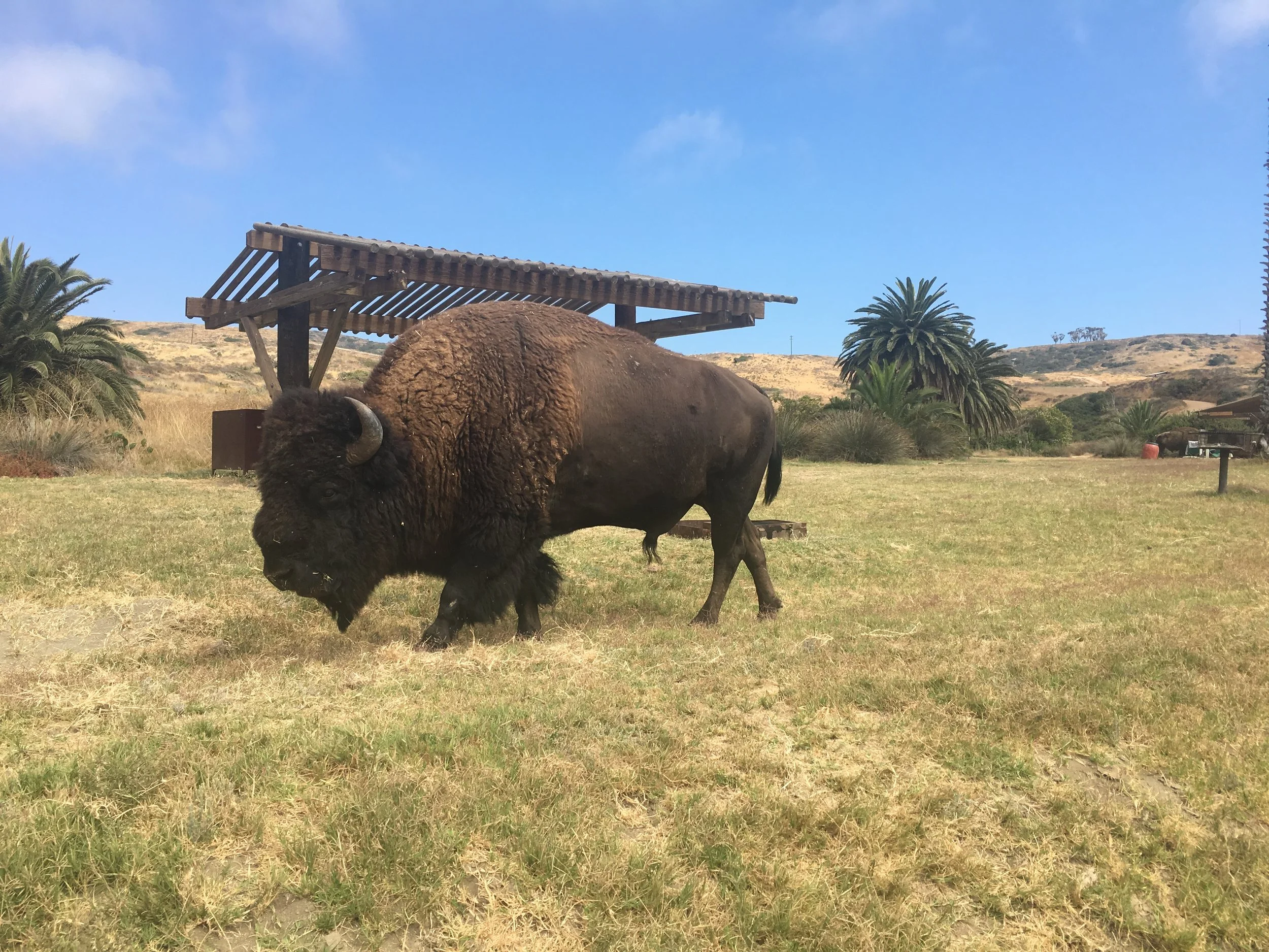 Catalina island bison.jpeg