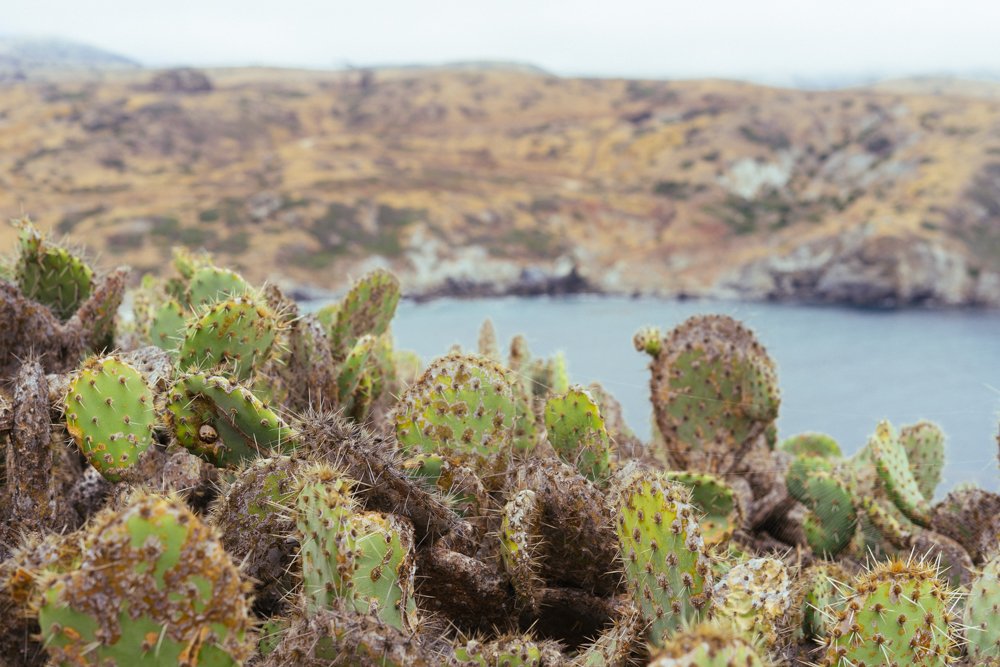 Catalina Island Trans Catalina Trail Cacti (56 of 73).jpg