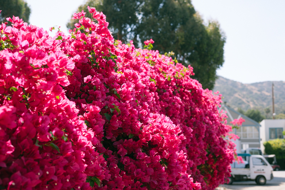 Catalina Island bougainvilla (26 of 73).jpg