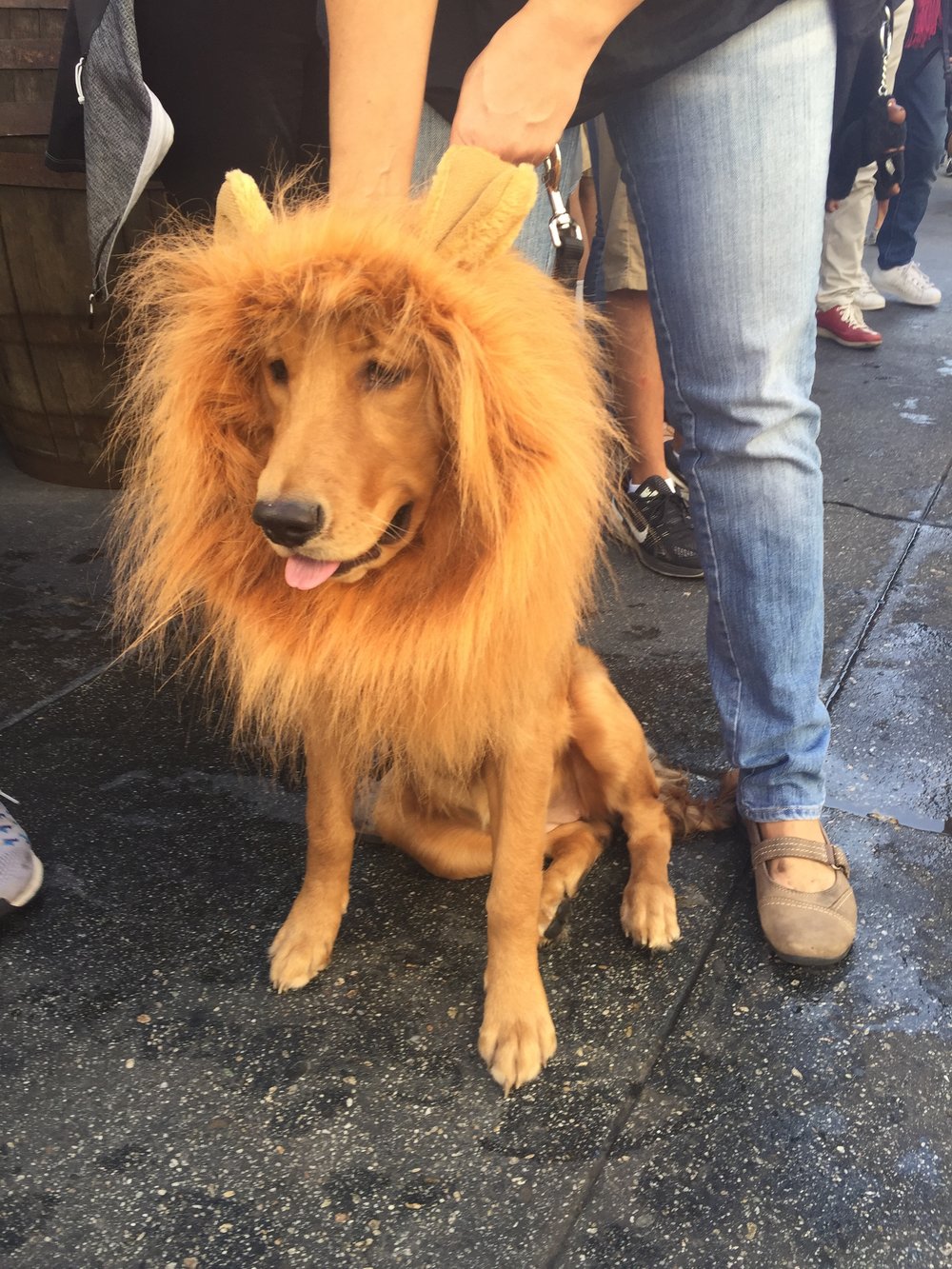 lion dog halloween costume.jpg