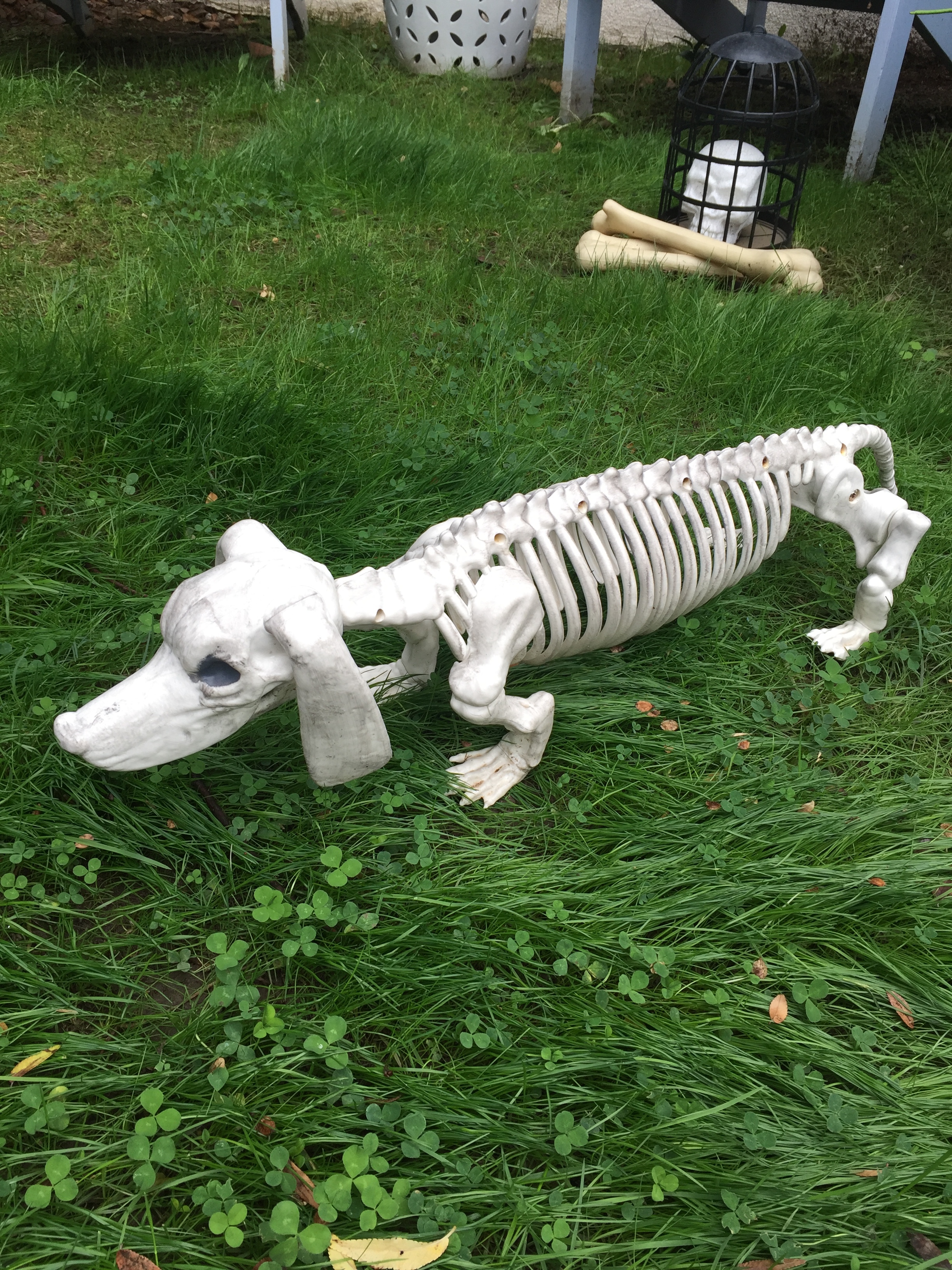 Details about   Halloween Dachshund Wiener Dog Sheets Bedding Skull & Bones Home Decor