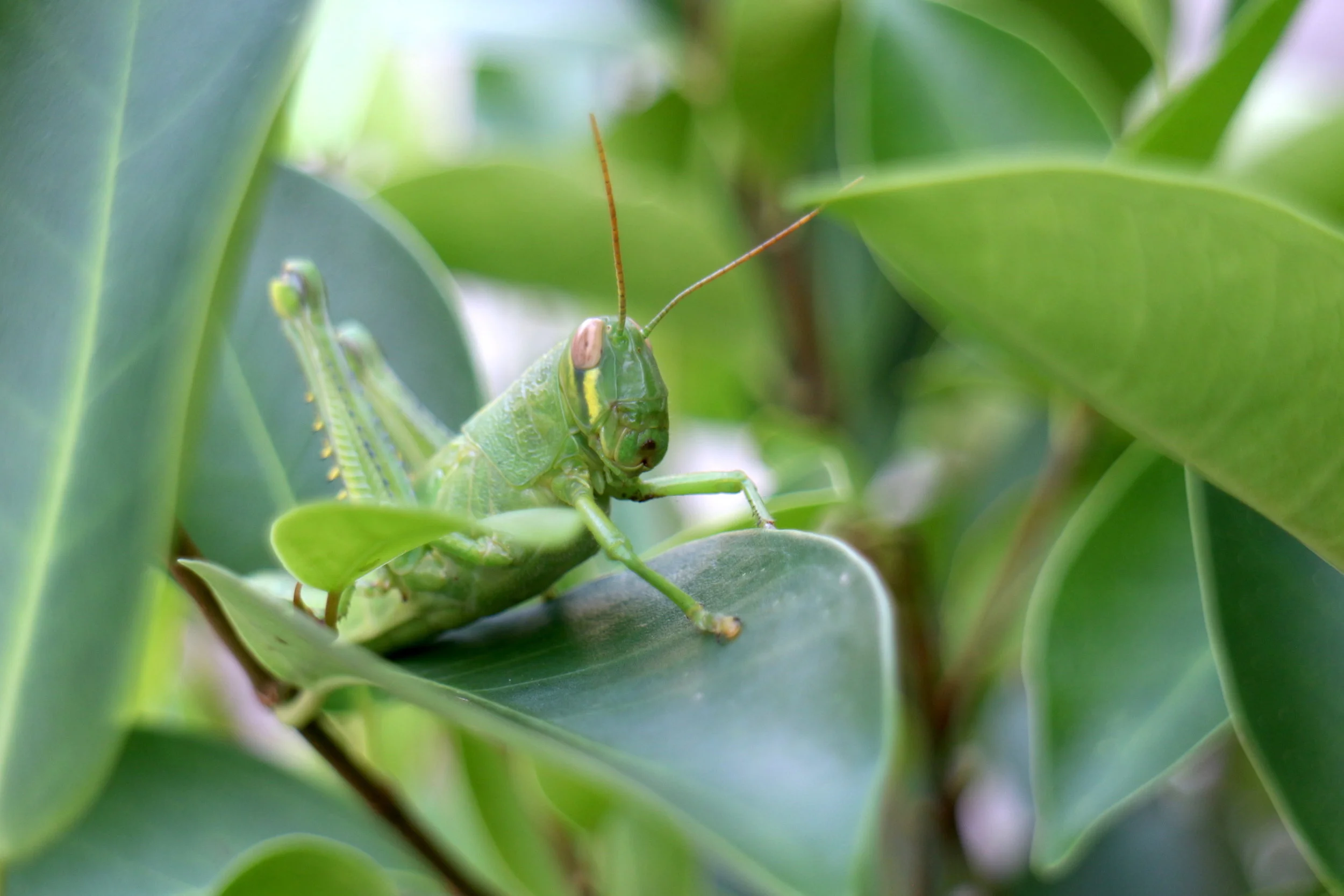 AdobeStock_225449424.jpeg
