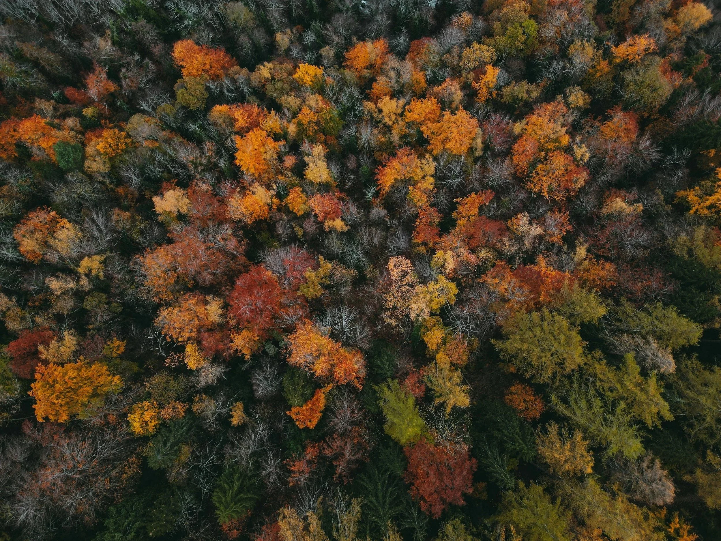 unsplash-image-rK0X8KHHIm0.jpg