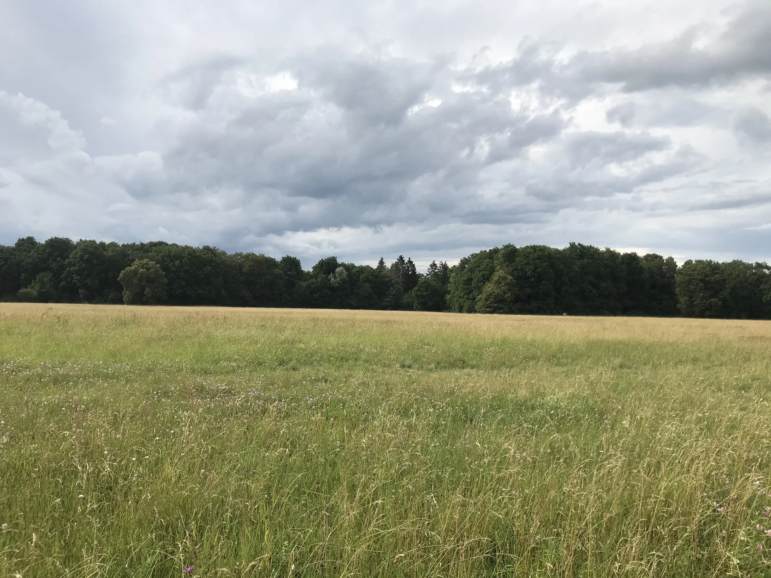 Bald wieder  Training auf der Wiese?