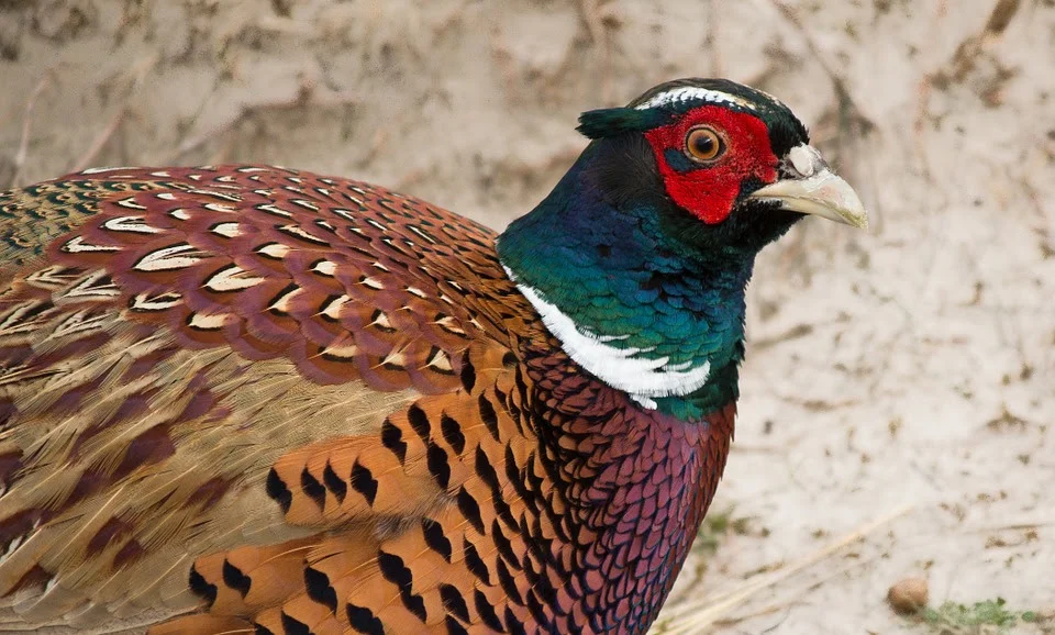 Pheasant (Phasianus Colchicum