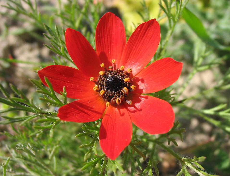 Pheasant's Eye (Adonis Annual)