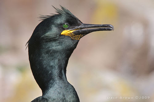 Shag Bird