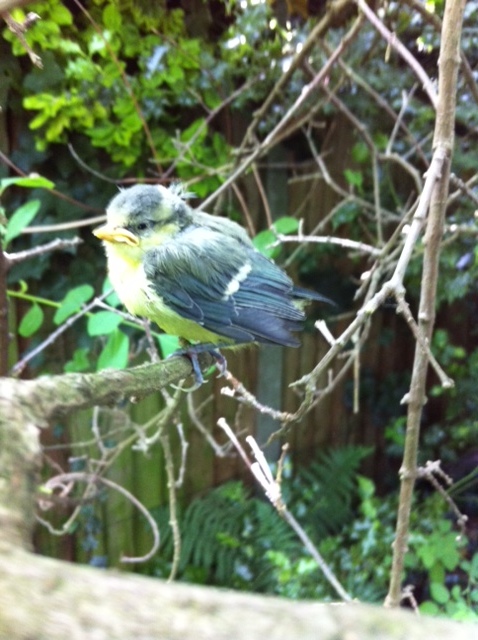 Blue Tit Nestling
