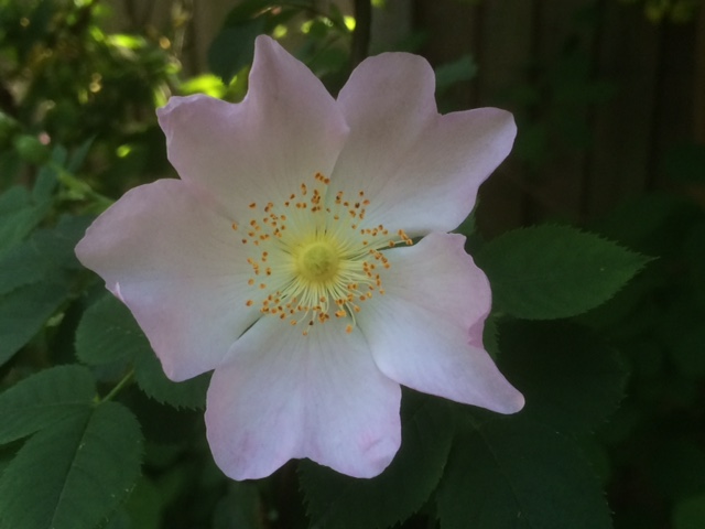 Dog Rose
