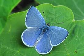 Holly Blue Butterfly