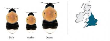 Tree Bumblebee