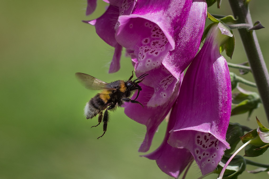 Bumblebee Entering Foxglove Flower