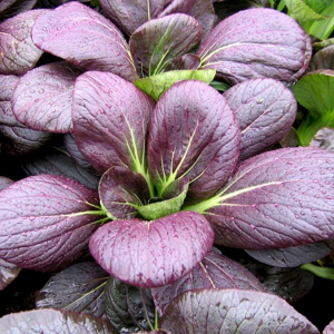 Ruby Pak Choi
