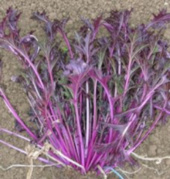  Mizuna Dark Purple