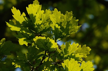 Oak leaves work in the sunshine