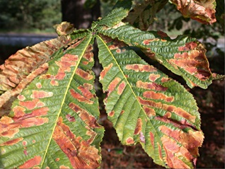 Horse Chestnut leaves showing the damage done by the moth’s caterpillar