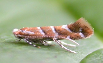 The leaf miner moth ( Cameraria ohridella )