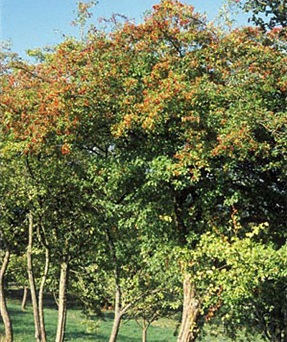 Hawthorn bushes loaded with berries