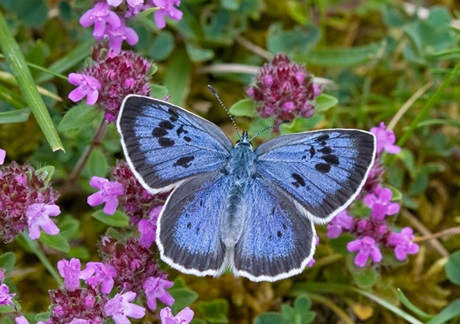 Large Blue ( Maculinea arion ) - The largest and rarest of our blue butterflies