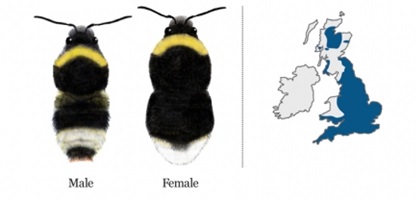 Bumblebee Conservation Trust's Bumblebee of the month - the Forest Cuckoo Bumblebee ( Bombus sylvestris )